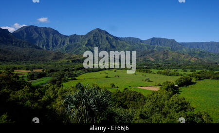 Champ de taro, vallée d'Hanalei, Kauai, Hawaii, Lookout Banque D'Images