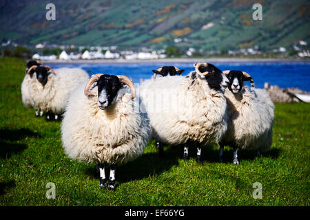 Troupeau de moutons face noire dans le comté d'Antrim en Irlande du Nord Banque D'Images