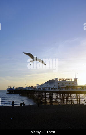 Une mouette vole passé la jetée de Brighton au coucher du soleil. Banque D'Images