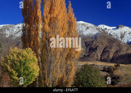 Couleurs gris du feuillage sur les arbres à Cardrona Valley, près de Wanaka, Nouvelle-Zélande Banque D'Images