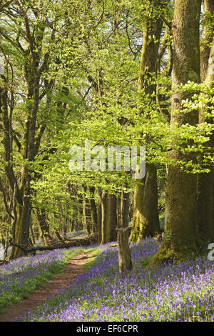Bluebells dans burrator woods Banque D'Images
