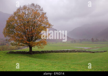 Belles feuilles dorées accrocher à ce vieil arbre de chêne comme le vent et la pluie trompe ce classique des rochers Langdale view. Banque D'Images