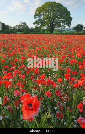 Champ de coquelicots près de Colaton Raleigh Banque D'Images