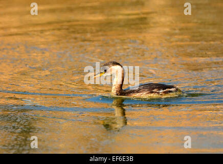Grèbe castagneux Tachybaptus ruficollis,, Banque D'Images