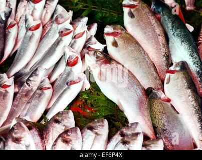 Poisson frais de la mer Banque D'Images