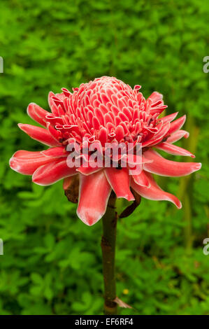 Etlingera elatior, Torch Ginger Banque D'Images