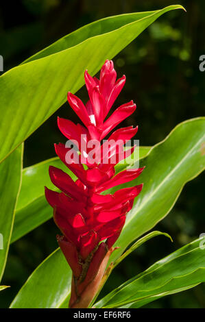 Alpinia purpurata gingembre rouge, Banque D'Images