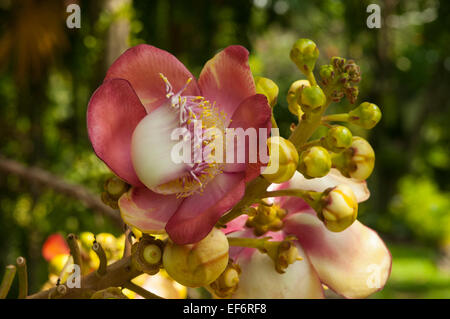 Couroupita guianensis, Cannonball Tree Banque D'Images