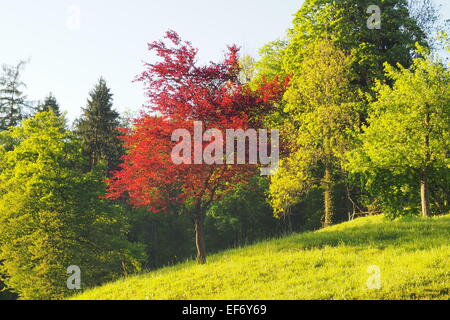 Un arbre à feuilles rouges dans une région boisée des Alpes autrichiennes. Banque D'Images