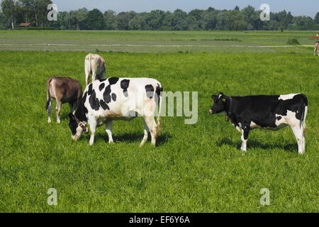 Les vaches Suisses sur pâturage pâturage vert. Banque D'Images