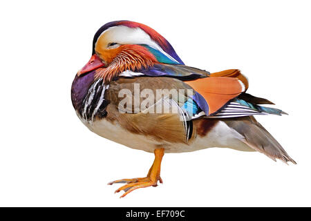 Beau mâle Canard mandarin (Aix galericulata), isolé sur fond blanc Banque D'Images