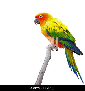 Beau perroquet Conure Soleil, coloré (Aratinga solstitialis), jaune doré et son plumage orange-rouge de l'oiseau et le visage, iso Banque D'Images