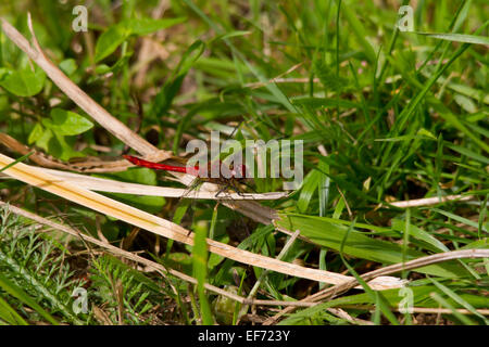Rose rouge vert (Sympetrum fonscolombii) libellule perchée Banque D'Images