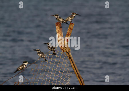Le martin-pêcheur pie (Ceryle rudis) perché sur une clôture Banque D'Images