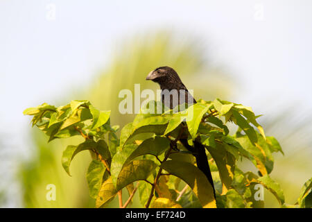 Groove-billed ani (Crotophaga sulcirostris) perché en haut d'un arbre. Banque D'Images