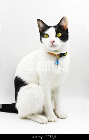 Thai cat sur fond blanc Banque D'Images