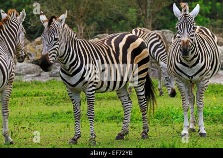 Le zèbre de Grant, Equus quagga boehmi Banque D'Images