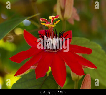 Passiflora minata, rouge la passion des fleurs Banque D'Images