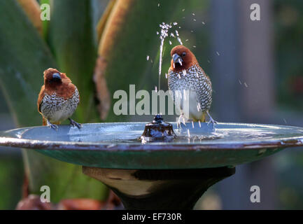 Scaly-breasted Munia Lonchura punctulata, profitant de l'eau dans une fontaine pour oiseaux Banque D'Images