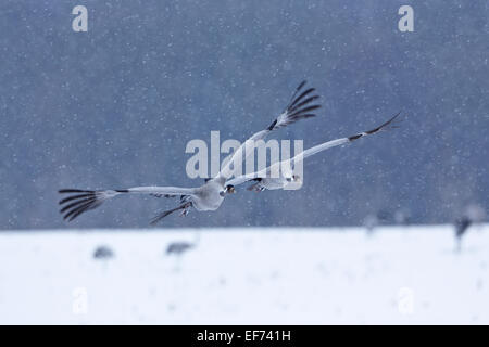 Gray Grues (Grus grus), couple atterrissage sur un champ de neige-couvertes pendant la migration printanière, la migration retardée en raison de la fin Banque D'Images