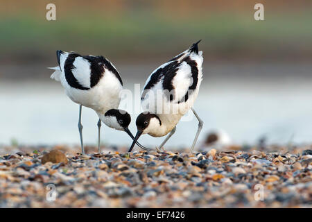 Avocette élégante (Recurvirostra avosetta), paire dans la parade nuptiale, Texel, à l'ouest de l'archipel Frison, province de la Hollande du Nord, Pays-Bas Banque D'Images