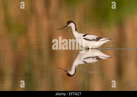 Avocette élégante (Recurvirostra avosetta), des profils de recherche de nourriture, de Majorque, Iles Baléares, Espagne Banque D'Images