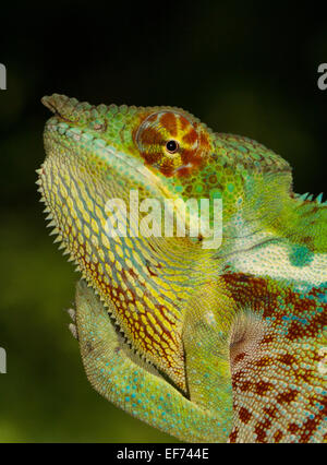 Caméléon panthère (Furcifer pardalis), forme locale, Betamanja, nord-ouest de Madagascar, Madagascar Banque D'Images