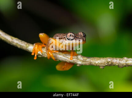 Repéré Madagascar Reed Grenouille (Heterixalus punctatus), Maroantsetra, au nord-est de Madagascar, Madagascar Banque D'Images