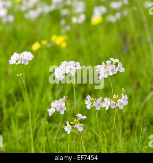 Cuckooflower ou Lady's Smock (Cardamine pratensis) poussant dans une zone de marais, Rhénanie du Nord-Westphalie, Allemagne Banque D'Images