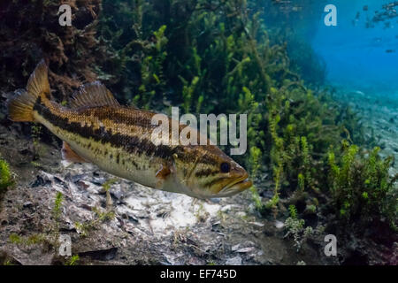 L'achigan à grande bouche (Micropterus salmoides) à Santa Fe River, Florida, United States Banque D'Images