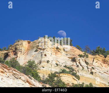 Lune se levant à checkerboard mesa, grès de navajo, Zion National Park, springdale, Utah, united states Banque D'Images