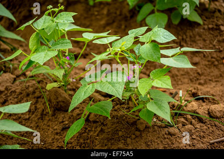 La patate douce (Ipomoea batatas), champ de patates douces, Viñales, province de Pinar del Rio, Cuba Banque D'Images