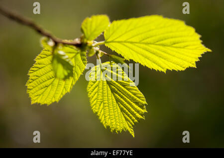 Les feuilles d'un nouveau soleil noisetier dans un bois. Vert brillant dans le soleil du printemps. Banque D'Images