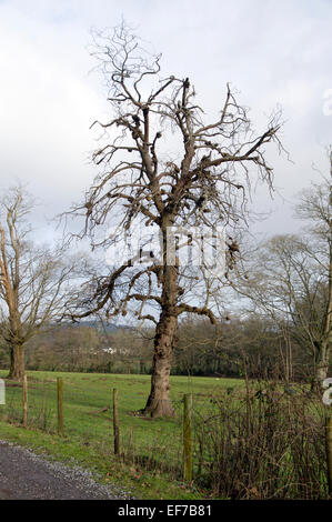 Le nodule noir décès arbre, au Pays de Galles. Banque D'Images