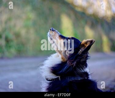 Un Colley Chien Croix obéissant à son maître avec attention de rester assis contre un arrière-plan flou de la country lane et haie. Banque D'Images