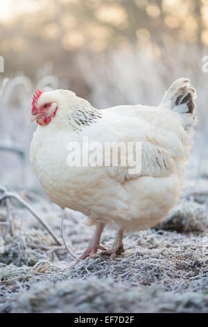 Free Range hens poules. Banque D'Images