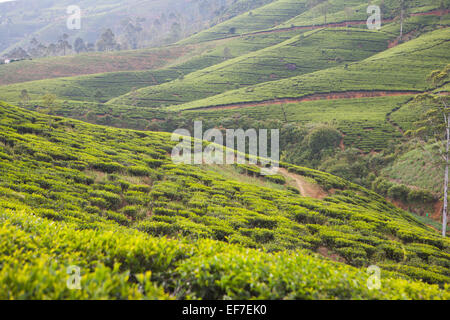 Vue sur les plantations de thé de Nuwara Eliya HILL DANS LE SUD DU PAYS Banque D'Images