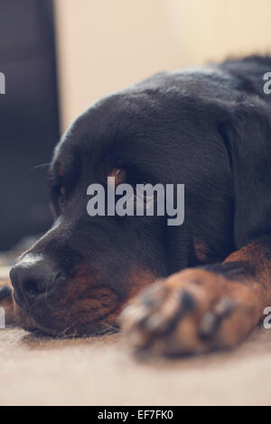 Rottweiler le repos dans la lumière du soleil du matin Banque D'Images