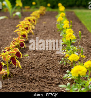 Les œillets d'nouvellement plantés et coléus au printemps jardin. Banque D'Images