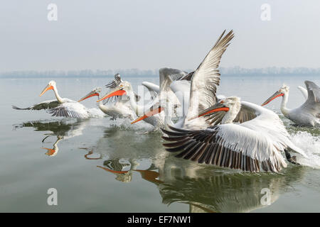 Les pélicans dalmates (Pelecanus crispus) voler aux côtés d'un bateau de pêche sur le lac Kerkini dans le Nord de la Grèce Banque D'Images