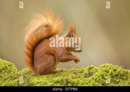 Wild Écureuil roux (Sciurus vulgaris), sur un arbre de chêne tombée moussus, photographié sur l'île de Wight, Royaume-Uni Banque D'Images