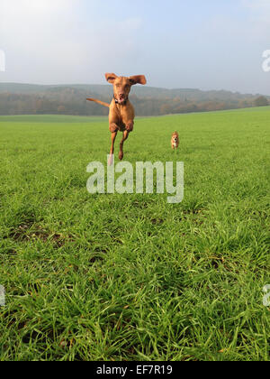 Un Hongrois Vizsla devint saut et Cross Terrier s'exécutant sur un champ d'herbe. Banque D'Images