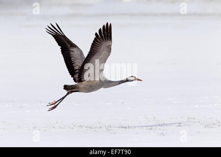 Grue cendrée grue eurasienne / (Grus grus) décolle dans la neige en hiver Banque D'Images