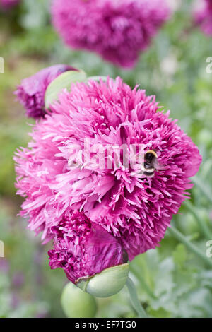 Collecte DE POLLEN BOURDONS FRILLED PAVOT - Papaver somniferum VAR. PAEONIFLORIUM Banque D'Images