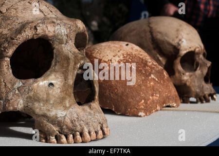 Manot Grotte, Israël. 28 janvier, 2015. Le Manot Cave crâne (C) est comparé à celui d'un homme de Néandertal (L) et d'un Homo sapien crâne (R). 55 000 ans d'un crâne humain découvert dans la grotte de Manot dans l'ouest de la Galilée prouve, selon les scientifiques, que l'homme moderne (Homo sapiens) a migré depuis l'Afrique vers le reste du monde il y a environ 65 000 ans. Chercheurs considèrent le crâne, la première preuve fossilisée à l'extérieur de l'Afrique, 'l'une des plus importantes découvertes dans l'étude de l'évolution humaine. Credit : Alon Nir/Alamy Live News Banque D'Images