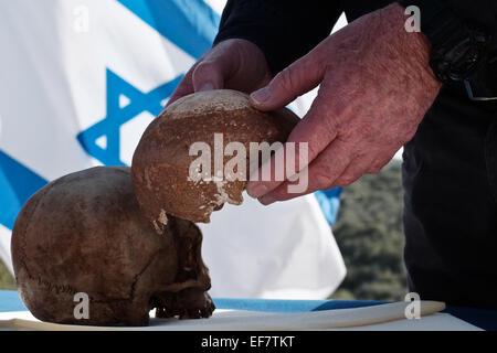 Manot Grotte, Israël. 28 janvier, 2015. Le professeur ISRAËL HERSHKOVITZ gère le Manot Cave crâne en le comparant à un Homo sapien crâne. 55 000 ans d'un crâne humain découvert dans la grotte de Manot dans l'ouest de la Galilée prouve, selon les scientifiques, que l'homme moderne (Homo sapiens) a migré depuis l'Afrique vers le reste du monde il y a environ 65 000 ans. Chercheurs considèrent le crâne, la première preuve fossilisée à l'extérieur de l'Afrique, 'l'une des plus importantes découvertes dans l'étude de l'évolution humaine. Credit : Alon Nir/Alamy Live News Banque D'Images