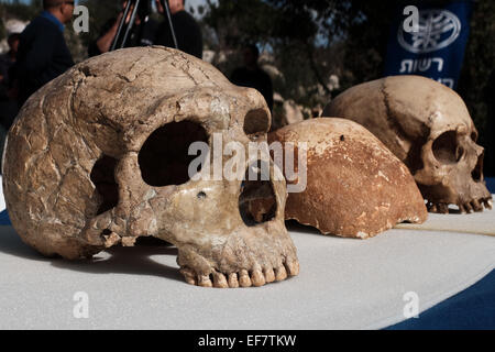 Manot Grotte, Israël. 28 janvier, 2015. Le Manot Cave crâne (C) est comparé à celui d'un homme de Néandertal (L) et d'un Homo sapien crâne (R). 55 000 ans d'un crâne humain découvert dans la grotte de Manot dans l'ouest de la Galilée prouve, selon les scientifiques, que l'homme moderne (Homo sapiens) a migré depuis l'Afrique vers le reste du monde il y a environ 65 000 ans. Chercheurs considèrent le crâne, la première preuve fossilisée à l'extérieur de l'Afrique, 'l'une des plus importantes découvertes dans l'étude de l'évolution humaine. Credit : Alon Nir/Alamy Live News Banque D'Images