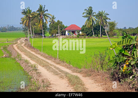 Champs de riz vert et de palmiers avec une maison thaïlandaise moderne sur la campagne, Province de Loei, Thaïlande du Nord Banque D'Images