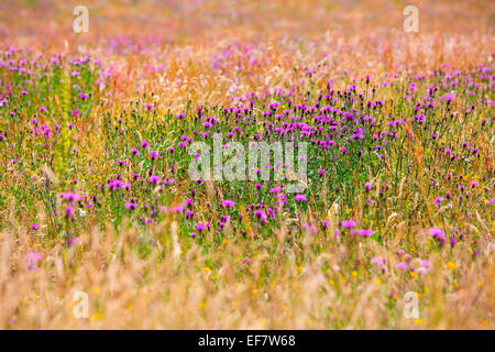 Pré de fleurs sauvages rurales colorées Banque D'Images