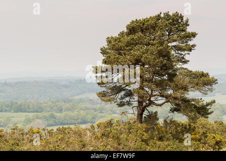 Lone Pine Tree sur une crête dans la forêt d'Ashdown. Le salon dispose de la children's books par AA Milne, avec Winnie l'Ourson et Christopher Robin. Banque D'Images